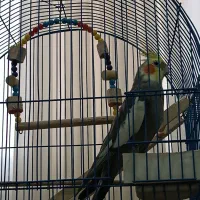 عروس هلندی سخن گو