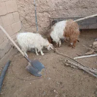 بزغاله دوقلو|حیوانات مزرعه|بجستان, |دیوار