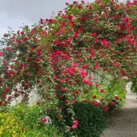 ویلا باغ ۷۰۰ متری در ابتدای جاده فتیده