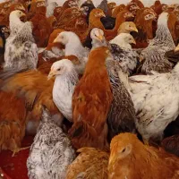 فروش جوجه مرغ گلپایگان