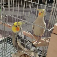 عروس هلندی|پرنده|شیراز, شهرک بهار|دیوار