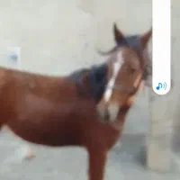 فروش اسب ترکمن
