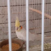 عروس هلندی لوتینو بالغ