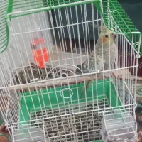 عروس هلندی|پرنده|گالیکش, |دیوار