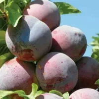 پیش فروش معتبر ترین مرکز تولید نهال آلو شابلون|خدمات باغبانی و درختکاری|اشنویه, |دیوار