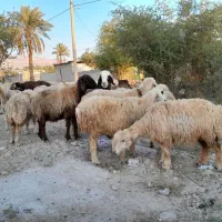 فروش 26 راس میش داشتی ابستن|حیوانات مزرعه|جره و بالاده, |دیوار