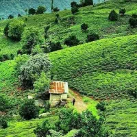 املاک گیله مرد|فروش زمین و ملک کلنگی|رانکوه, |دیوار