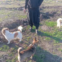 چهارتا سگ پاکوتا میزان|سگ|رامیان, |دیوار