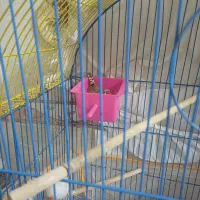 فنچ کینگ نرو ماده