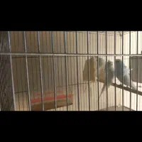 مرغ عشق پروانه ای شرابی|پرنده|برخوار, |دیوار