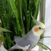 عروس هلندی سخنگو ، معاوضه با کفتر
