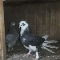 فروش یه جفت کبوتر تزینی مرغ خروس اردک