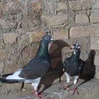 سلام نرماده ابلغ بسیار زیبا