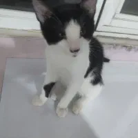 دو گربه گمشده مرند با مژدگانی|حیوانات|مرند, |دیوار