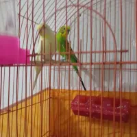 مرغ مینا ۱۱ماه