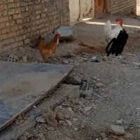 یه جفت مرغ خروس عربی|حیوانات مزرعه|اهواز, کوی ابوالفضل|دیوار