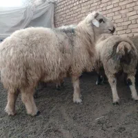 قوچ|حیوانات مزرعه|سمیرم, |دیوار