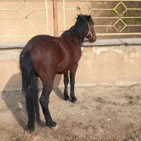 فروشی|اسب و تجهیزات اسب‌سواری|صومای برادوست, |دیوار