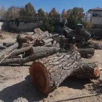 فروش چوب گردو سیاه سایز ۳۰ تا شصت خشک|عمده‌فروشی|شیراز, گویم|دیوار