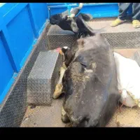 کسل حال گاو گوساله فروش خرید|حیوانات مزرعه|قروه, |دیوار