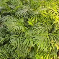 گل نخل اریکا *گلخانه من *|گل و گیاه طبیعی|بیرجند, |دیوار