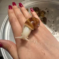 حلزون آچاتینا آلبینو تخم گذار و کلاژن ساز