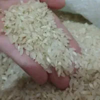 برنج و خورده برنج کامفیروزی اصل