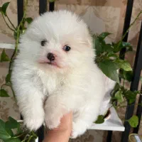 پامر خرسی ماده فنجونی تیکاپ تیکاپ|سگ|تهران, زعفرانیه|دیوار