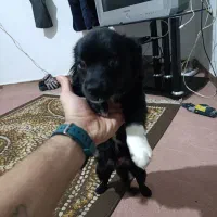 پامر اشپیتز