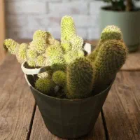 کاکتوس|گل و گیاه طبیعی|یزد, |دیوار