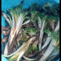 کنگر تازه رسید