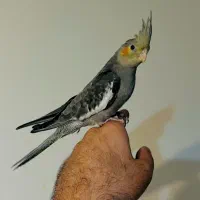 عروس هلندی ماده سینامون