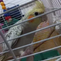 عروس‌هلندی