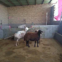 ۳شیشک|حیوانات مزرعه|کوهدشت, |دیوار