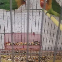 یک جفت کوتوله برزیل مو.ل.د|پرنده|اصفهان, گلزار|دیوار