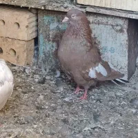 کبوتر.نر سرک دم سفید. فسا