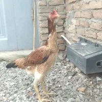 مرغ لاری اصل