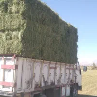 یونجه خشک عالی