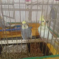 3عدد عروس هلندی|پرنده|یاسوج, |دیوار