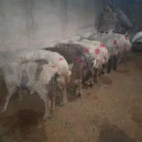 میش وبره دان خور|حیوانات مزرعه|کارزان, |دیوار