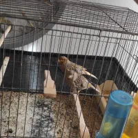 یک جفت قناری نروماده . نر ریز خون رو به قرص
