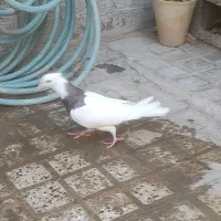 کبوتر طوقی مفلق