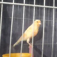 قناری ماده بلند