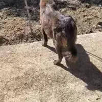 واگزاری سگ لاس قهدریجانی