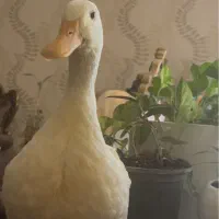 اردک تخمگذار|حیوانات مزرعه|کرج, عظیمیه|دیوار