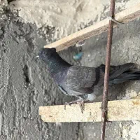 فروش کفتر فقط یک جا|پرنده|ماکو, |دیوار