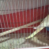 عروس هلندی و2 عدد مرغ عشق|پرنده|نسیم‌شهر, |دیوار