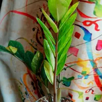 زاموفیلیا ابلق تایلندی از صد تومن