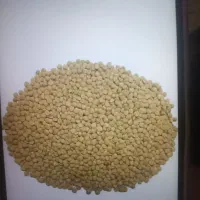عدس ‌امسال