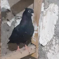 کبوتر